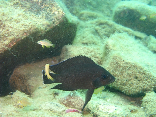 Variabilichromis by Jennifer O. Reynolds