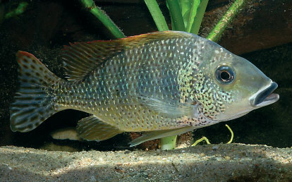 Tylochromis praecox