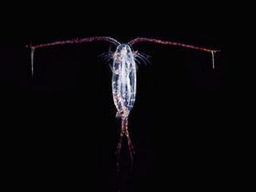 Copepode.jpg