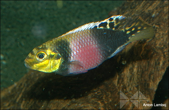 P. suboccelatus