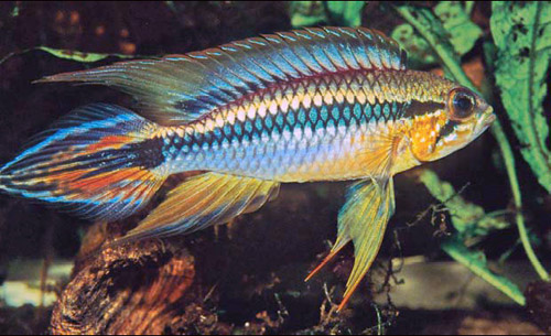 Apistogramma