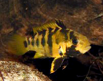 Apistogramma