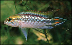 Apistogramma