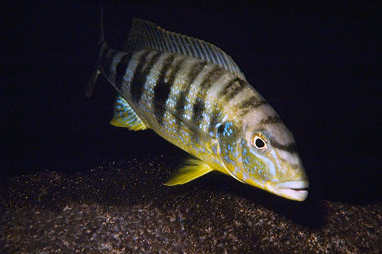 B. microlepis