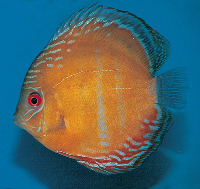 Discus Bruin