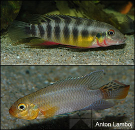 Humilis-group and real Pelvicachromis