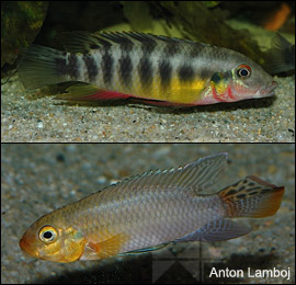 Humilis-group and real Pelvicachromis