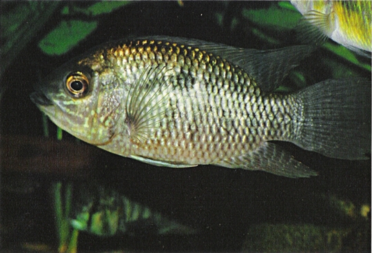 Chaetobranchus flavescens