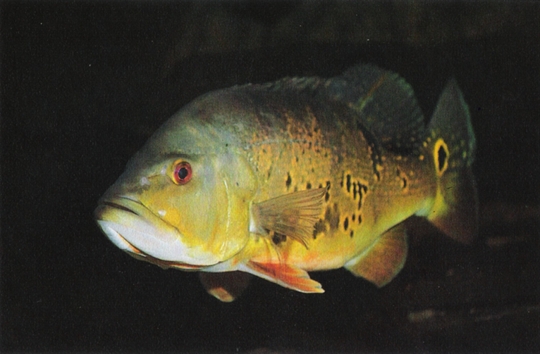 Cichla ocellaris