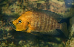 Altolamprologus compressiceps