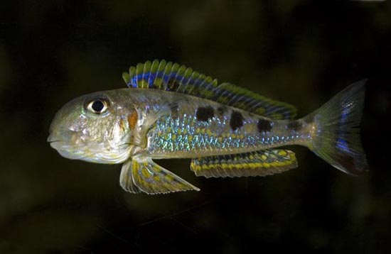 xenotilapia singularis