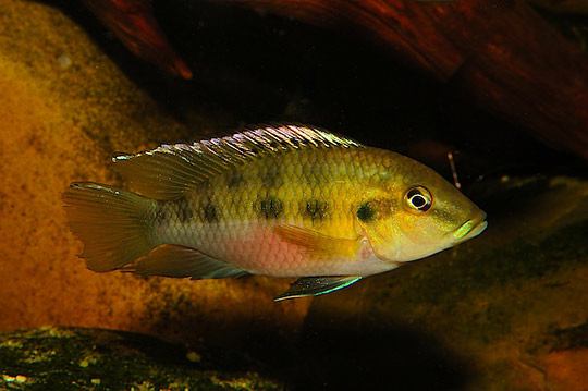 Tilapia snyderae