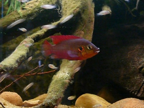 Hemichromis cerasogaster