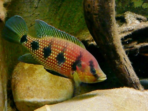 Hemichromis elongatus