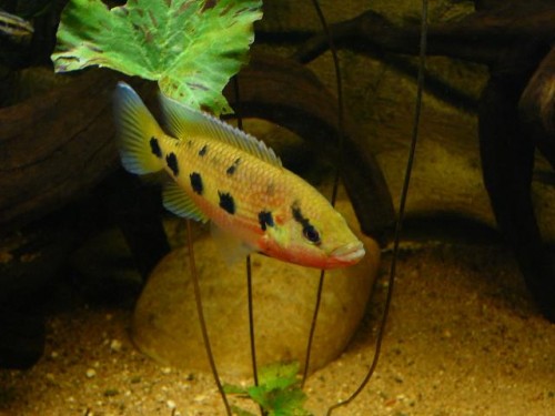 Hemichromis frempongi