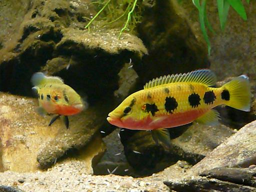 Hemichromis frempongi