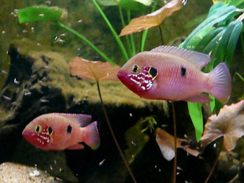 Hemichromis sp. ankasa