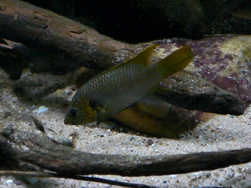 Hemichromis sp guinea II