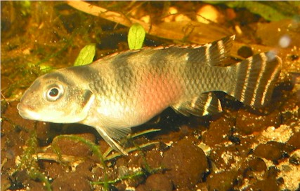 Nanochromis transvestitus