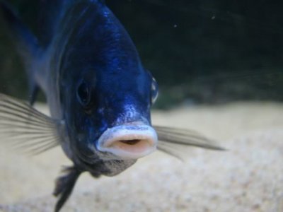 Placidochromis_phenochilus_serge_spitters.jpg