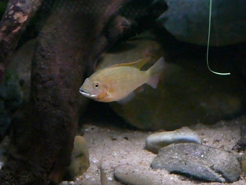 Tilapia snyderae