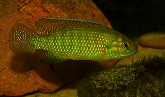 Tilapia ruweti