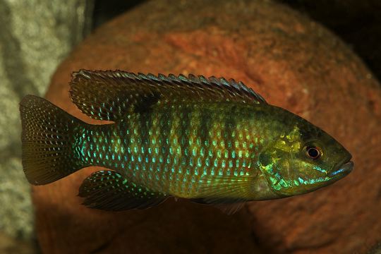 Tilapia ruweti