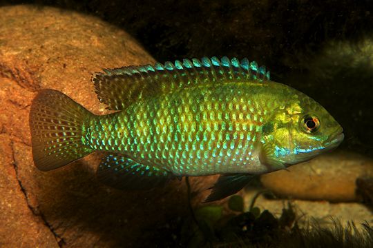 Tilapia ruweti