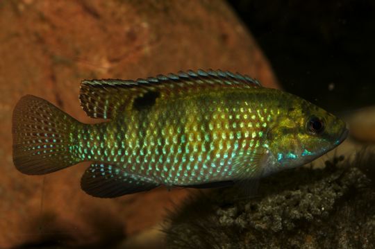 Tilapia ruweti