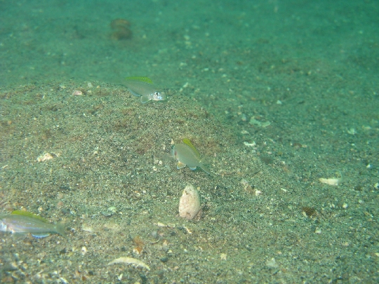 Xenotilapia flavipinnis by Jennifer O. Reynolds