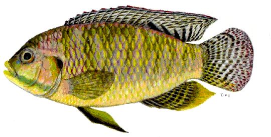 Tilapia ruweti