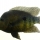 A. rostratus