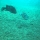 A. zaliosus verdedigd 'n nest in Lake Apoyo