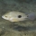 Amphilophus globosus