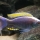Copadichromis sp. "fire-crest mloto" man