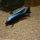 Copadichromis trewavasae man