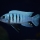 Cynotilapia sp. "hara" man