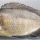 Mylochromis rotundus, holotype, UMZC 2016.25.9, 99.7mm SL man