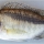 Mylochromis durophagus, holotype, UMZC 2016.18.13, 89.7mm SL man