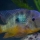 Wildvang man Gymnogeophagus balzanii - foto: Roman Burkardt