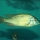 Hemitilapia oxyrhynchus man