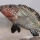 Iranocichla persa, ZM-CBSU-IP66, male, holotype, 89.54 mm SL; Hormuzgan prov.: Shur River.