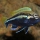Melanochromis auratus man