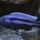 Melanochromis chipokae man Foto: Christian van Minnen