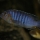Metriaclima flavifemia "Chidunga Rocks" man