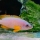 Neolamprologus mustax man
