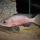 Oreochromis amphimelas