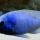 Placidochromis sp. "phenochilus gissel" man