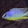 Protomelas sp. "steveni imperial" Gome, male