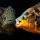 Astronotus ocellatus imponeert Parachromis manguensis Foto: John de Lange